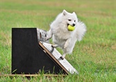 Our First First Flyball Adventure