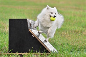 Our First First Flyball Adventure