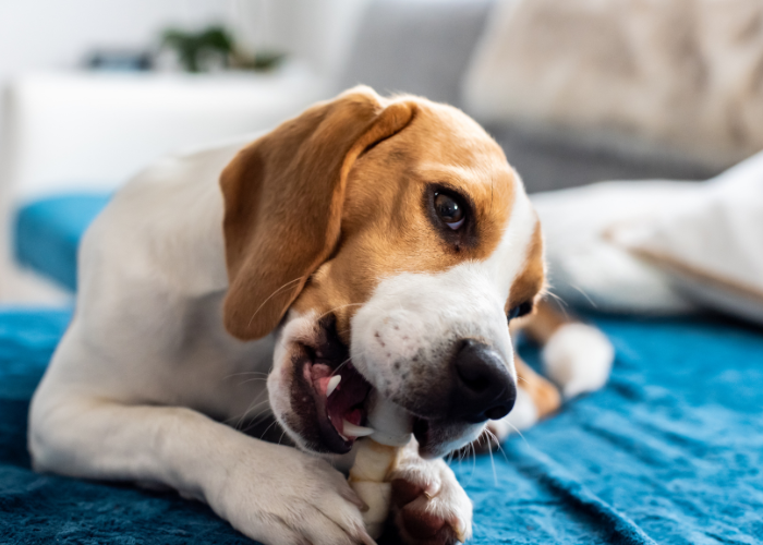 Edmonton Dog Obedience Training