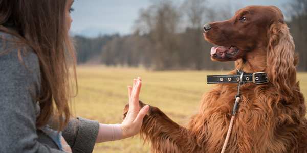 Edmonton Dog Trainer