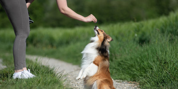 Edmonton Dog Behaviour and Training