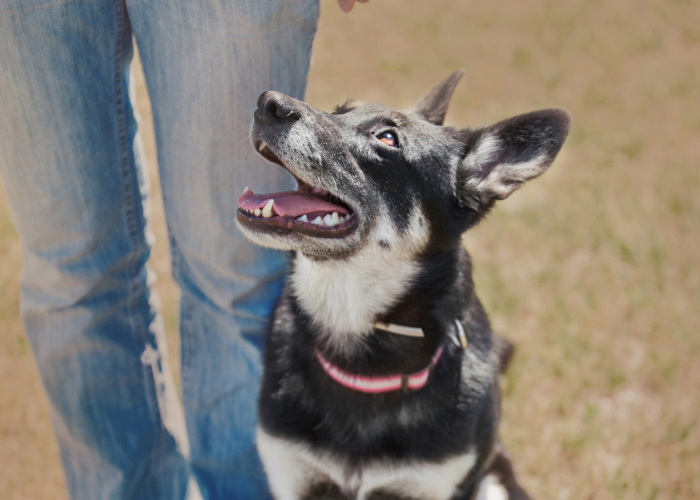 Edmonton Dog Training