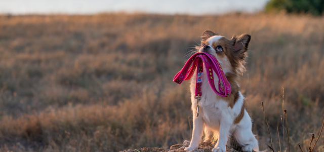 Edmonton Puppy Training