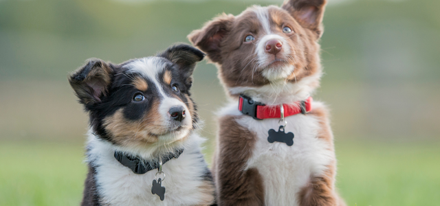 Edmonton Puppy Training