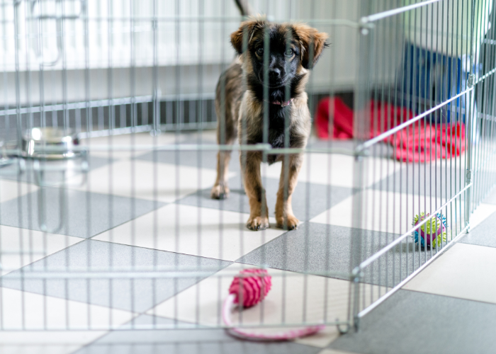 Edmonton puppy crate training