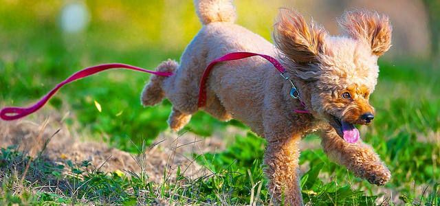 Exercise for Puppies