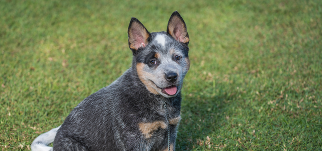 Leash Training For Puppies