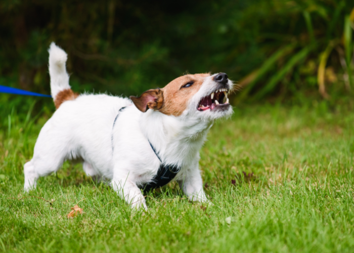 Obedience Training For Dogs