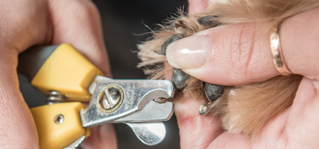 Professional Dog Nail Trimmer