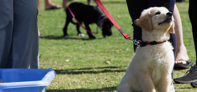 Puppy Leash Training