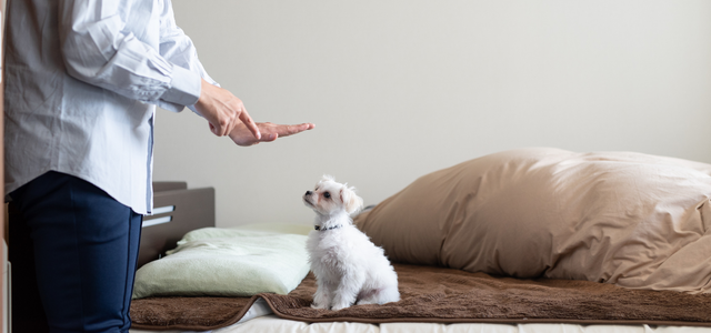 Puppy Training Basics