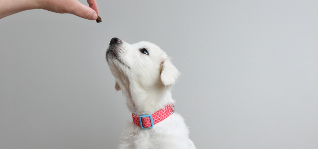 Puppy Training The Leash Team