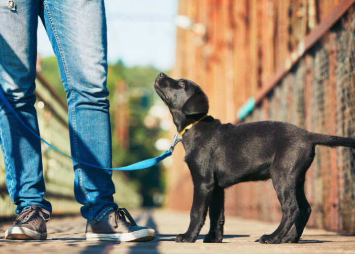 dog training in Edmonton