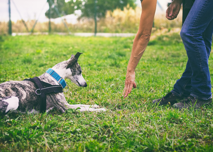 dog training near me The Leash Team