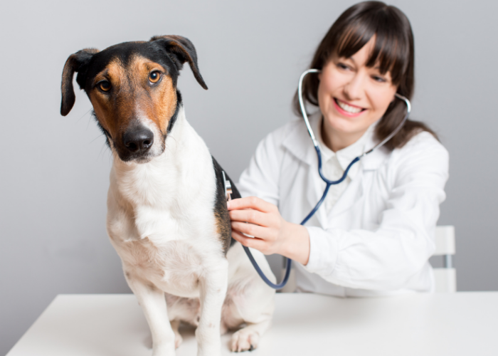 dog veterinary care