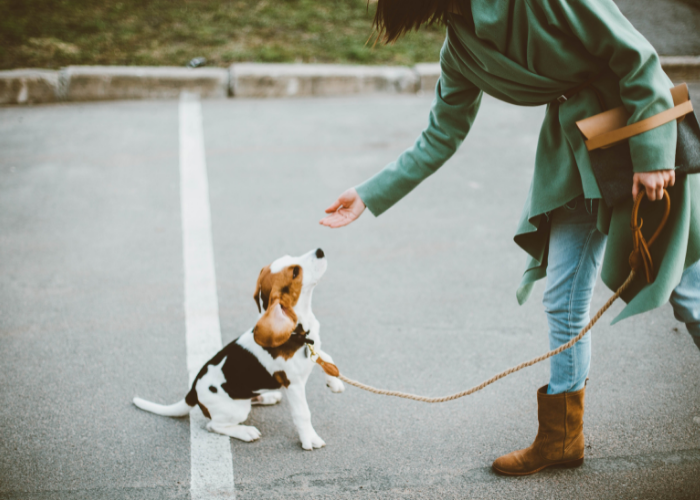 leash training