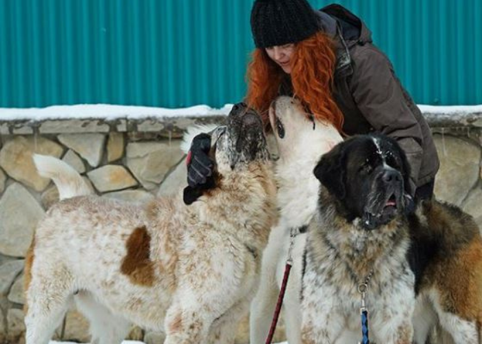 private dog training Edmonton private dog training Edmonton
