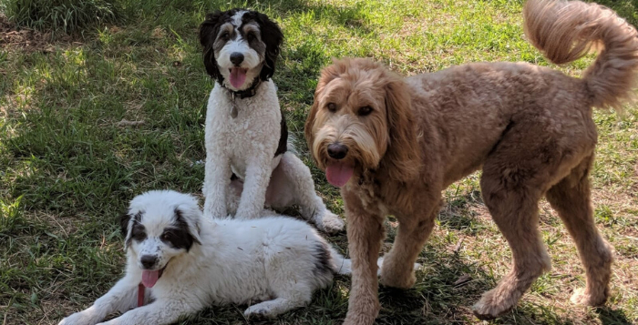 Dog and Puppy Training